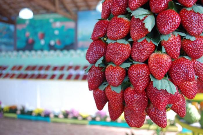 36ª FESTA DO MORANGO DE ATIBAIA E JARINU COMEÇOU NESTE SÁBADO