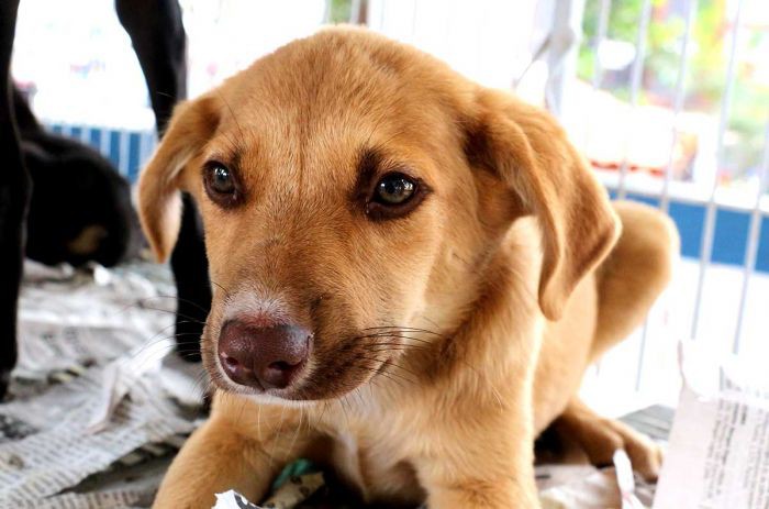 Feira de Adoção de Animais acontece neste sábado na Praça do Mercado Municipal