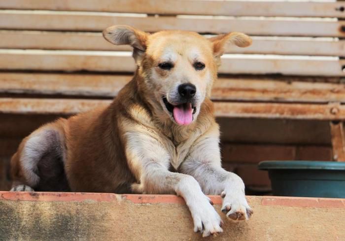 HOJE TEM FEIRA DE ADOÇÃO DE ANIMAIS NA PRAÇA DO MERCADO MUNICIPAL!